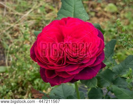 Close-up Of Rose 'grafin Von Hardenberg' With Beautiful Blooms That Open Up In Very Full And Elegant