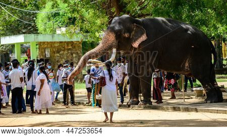 Kataragama, Sri Lanka - 12 11 2021: The Elephant In Katagarama Temple, Chained For Exhibition Purpos