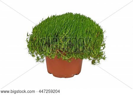 Potted Heath Pearlwort Plant On White Background