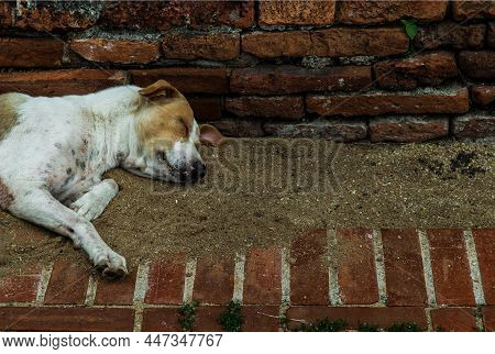 A Dog Sleeping, Comfortable On Sand Floor At Wat Phra Si Sanphet. No Focus, Specifically.