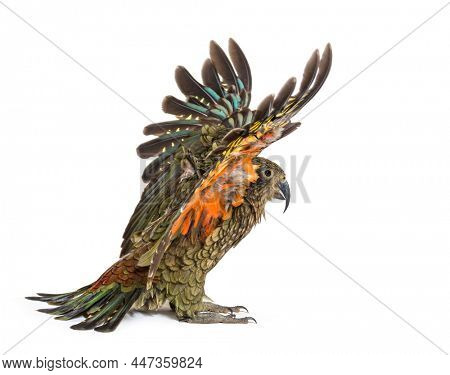 Kea Bird, Nestor notabilis, or Alpine parrot, flying, isolated on white
