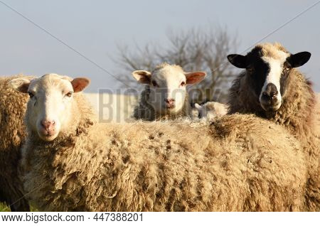 Pasture With Sheep In The Village. Herd With Sheep On A Farm In Field. Sheep's Gaze. Herds In Rural
