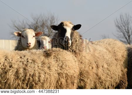 Pasture With Sheep In The Village. Herd With Sheep On A Farm In Field. Sheep's Gaze. Herds In Rural