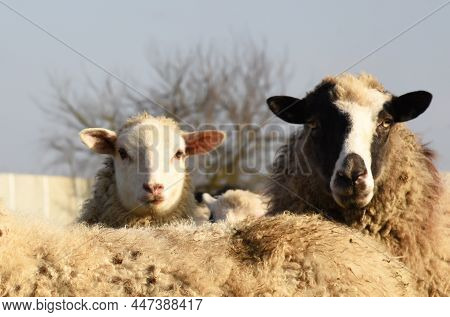 Pasture With Sheep In The Village. Herd With Sheep On A Farm In Field. Sheep's Gaze. Herds In Rural