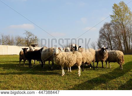Pasture With Sheep In The Village. Herd With Sheep On A Farm In Field. Sheep's Gaze. Herds In Rural