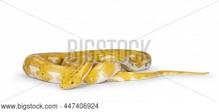 Female Juvenile Reticulated Python Aka Malayopython Reticulatus Snake, Full Length Isolated On A Whi