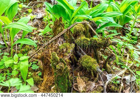 An Old Rotten Spruce Stump Is Covered With Moss, Spring Grasses Grow Around The Stump From Rotted Fa
