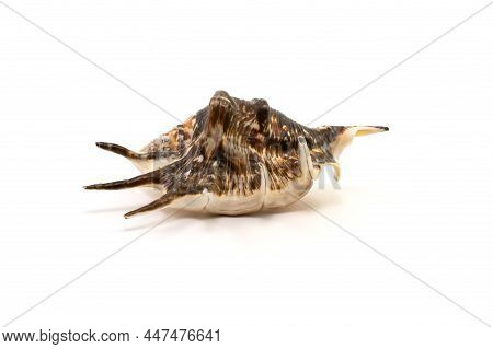 Seashell On A White Background. Isolated, Close-up.