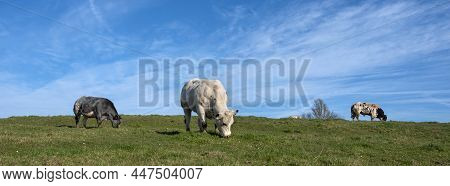 Bull And Beef Cows In Green Grassy Meadow Between Namur And Brussels Under Blue Sky In The Fall