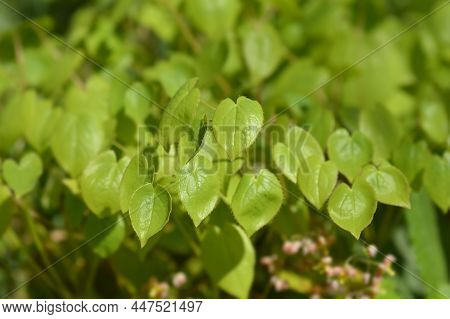 Alpine Barrenwort Leaves - Latin Name - Epimedium Alpinum