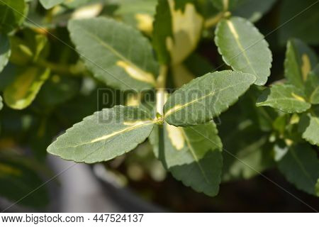 Wintercreeper Blondy Leaves - Latin Name - Euonymus Fortunei Blondy