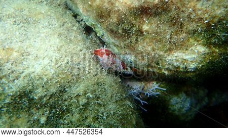 Striped Hermit Crab Or Rocky-shore Hermit Crab (pagurus Anachoretus) In A Seashell Common Cerith (ce