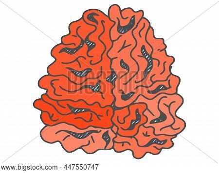 Human Organ From The Brain. Doodle Sketch Vector Stock