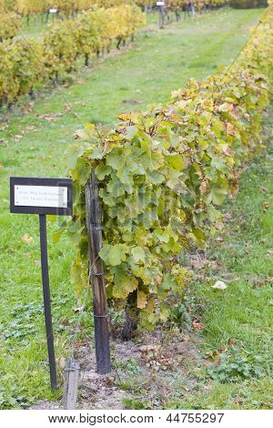 Alter Rhg. Drahtrahmen mit festen DrÃ?Ã?Ã?ÃÂ¤hten, Eberbach, Hessen, Germany