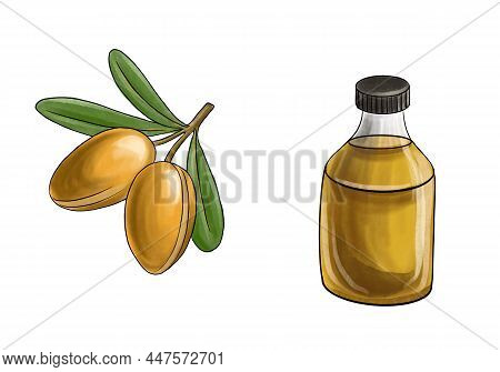 Drawing Nuts Of Argania And Bottle Of Oil , Argania Spinosa, Hand Drawn Illustration