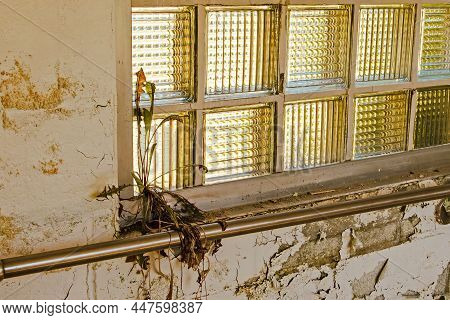 Weed Growing On Glass Block Window Sill In Abandoned Hospital Building