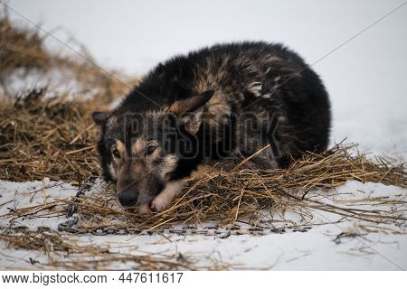 Gray Red Fluffy Dog Lies In Snow On Hay In Winter And Is Preparing For Start Of Race. The Northern S