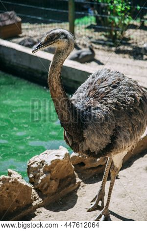 A Bird Duck Next To A Small Pond In Captivity. Bird With Grey Feathers On A Sunny Day. High Quality 