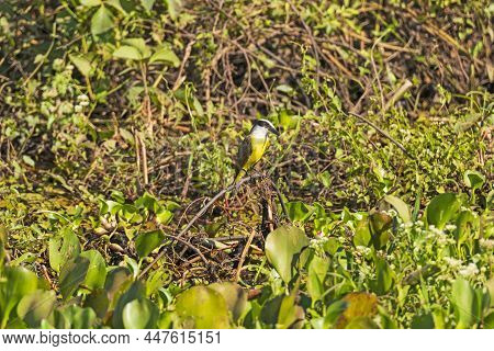 Great Kiskadee In The Pantanal Wetlands In Brazil