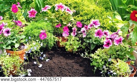 Garden Flowers Banner. Blooming Flowers And Black Soil For Background With Copy Space. Pink Petunia,