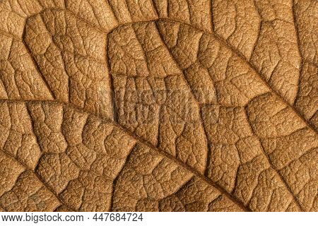 Close Up Of Brown Pressed Leaf Texture With Visible Leaf Veins. Patterned Background.