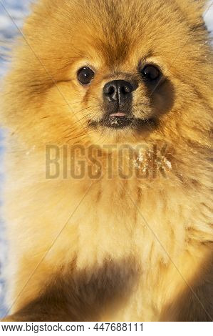 Cute Pomeranian Dog Portrait. Pomeranian Spitz Close-up. A Spitz Dog With An Open Mouth. Dog Face, A