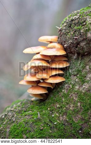 Velvet Shank (flammulina Velutipes) - Mushrooms On A Tree Covered With Moss