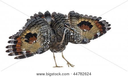 True Sunbittern - Eurypyga helias - isoleret på hvid