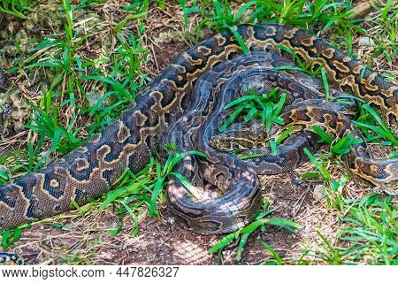 Two Pyton Snake Rest In The Grass.