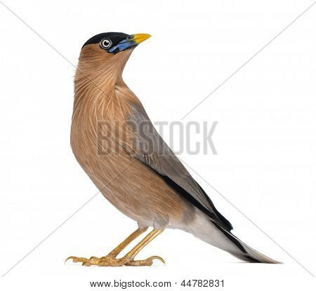 Brahminy Myna - Sturnia pagodarum - isoleret på hvid
