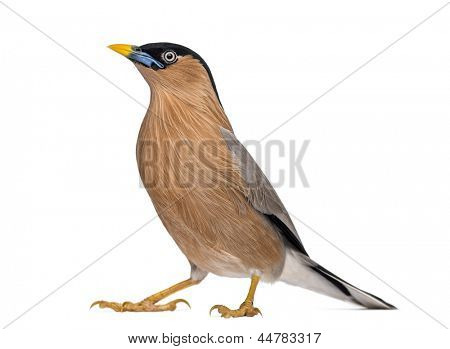 Brahminy Myna - Sturnia pagodarum - isoleret på hvid