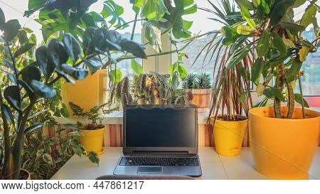 Workplace In Home Jungle. Eco Friendly Working Place For Remote Job. Desk With Laptop With Blank Bla