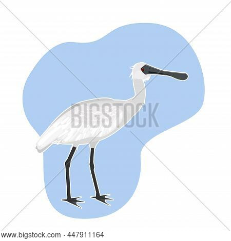 The Small Spoonbill Bird ( Platalea Minor) Is Listed In The Red Book. White Spoonb