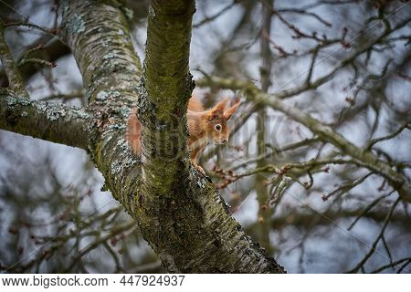 Fox Squirrel (sciurus Vulgaris) Sitting On Branch