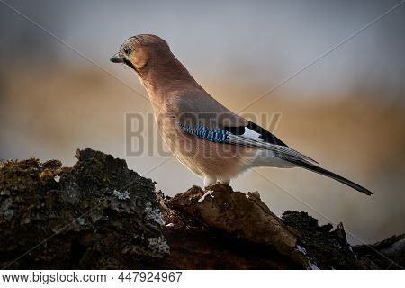 Bird Jay (garrulus Glandarius) On Winter Morning Background.