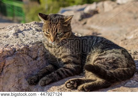 Cat Portrait Homeless Animal Theme Photo, Pet Laying On A Stones
