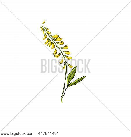 Sweet Clover Flower Isolated On A White Background