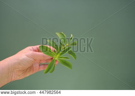 Stevia Rebaudiana.stevia Green Twig In Hand On Green Background.stevioside Sweetener Raw Material. N