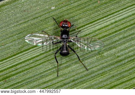 Adult Black Scavenger Fly Of The Family Sepsidae