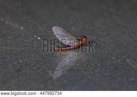 Adult Male Prong-gilled Mayfly Of The Family Leptophlebiidae