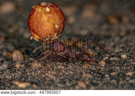 Atta Leaf-cutter Ant
