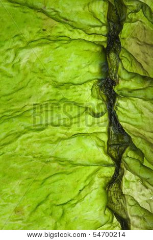 wet seaweed kelp ( laminaria ) surface top view close up macro shot texture background