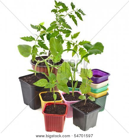 Young Seedlings Sprouts and colored pots isolated on white background 