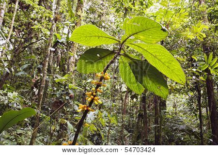 Flowering plant in the rainforest understory