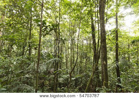 Interior of tropical rainforest