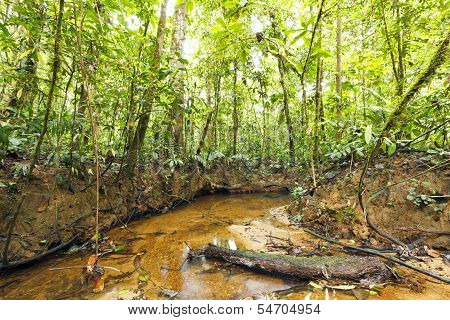 Stream winding through lowland tropical rainforest