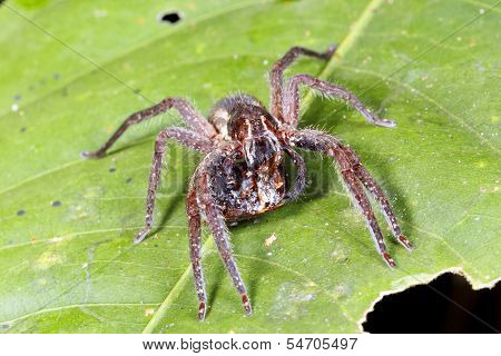 Wandering spider (family Ctenidae)
