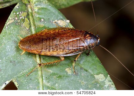 Amazonian cockroach