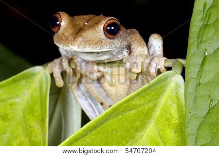 Map treefrog (Hypsiboas geographicus)