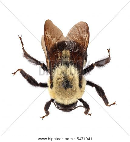 บัมเบิลบีตะวันออกทั่วไป (bombus เทียน)